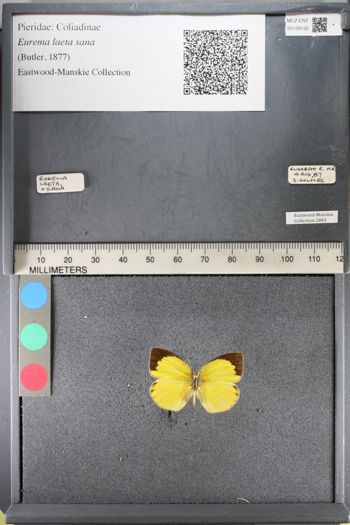 Media type: image;   Entomology 139132